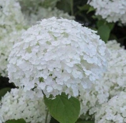 Plant Seeds White Hydrangea Beautiful Attractive Showy And Hardy Perennial Flowers