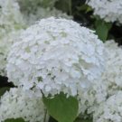 Plant Seeds White Hydrangea Beautiful Attractive Showy And Hardy Perennial Flowers