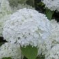 Plant Seeds White Hydrangea Beautiful Attractive Showy And Hardy Perennial Flowers