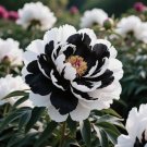 200 Seeds Of Lily Seeds Are Used For Planting, Strong Plants