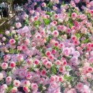 Bicolor Climbing Rose 200 Seeds Precious And Beautiful Flowers