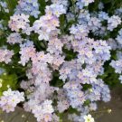 500 Seeds Heat-Resistant Desert Rose Garden