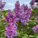 Lilac Tree 100 Seeds For Plants Beautiful Purple Flowers Perfect For Landscaping Or Bonsai
