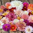 Dahlia Seed Mix These 600 Seeds Come From A Variety Of Dahlia's As Pictured