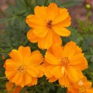 Orange Blossom Seeds, Beautiful Orange Blossoms