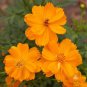 Orange Blossom Seeds, Beautiful Orange Blossoms
