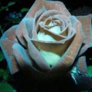 500 Chocolate Mint 11 Rose Bush 20 Or 100 Seeds