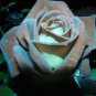 500 Chocolate Mint 11 Rose Bush 20 Or 100 Seeds