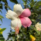 200 High Quality Mixed Hibiscus Seeds Huge Flowers Perennial Flowers