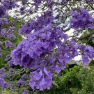 384 Pieces Purple Jacaranda Mimosifolia Tree Seeds Flared Flower Seeds