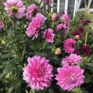 300 Mix Color Dahlia Flower Seeds Perennial Garden Plant