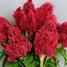 More Than 200 Traditional Dovetail Flower Seeds Home Gardening Decoration