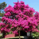 50 Mistletoe Seeds Lagerstroemia Indica Deciduous Flower Trees Grow