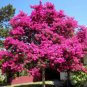 50 Mistletoe Seeds Lagerstroemia Indica Deciduous Flower Trees Grow