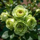300 Evergreen Wild Rose Seeds The Green Wild Rose