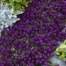 500 Types Of Annual Flowers Alisma Purple Purple Oriental Night Ground Cover Plants And Flower
