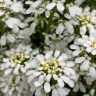 White Saussurea Involucrata 200 Seeds Perennial