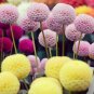 200 Mix Dahlia Flowers Compound Petals Multi-Color Beautiful Annual Outdoor Garden