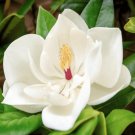100 Magnolia Seeds Fragrant Tree Ornamental Perennial Easy To Grow,
