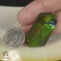 AMMOLITE Ammonite Rare Gem Stone from Canada  24 ct / 36.10 x 17.47 x 4.07 mm