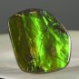 AMMOLITE Ammonite Rare Gem Stone from Canada  35 ct / 29.55 x 26.35 x 4.04 mm