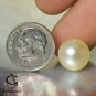 SOUTH SEA PEARL AAA Round Champagne RAJA AMPAT Island 11.4 mm Half-drilled 2.17g