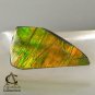 13 cts AMMOLITE Ammonite Rare AAA+ Gemstone Canada 28.44 x 15.13 x 3.27 mm
