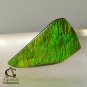 13 cts AMMOLITE Ammonite Rare AAA+ Gemstone Canada 28.44 x 15.13 x 3.27 mm