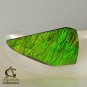 13 cts AMMOLITE Ammonite Rare AAA+ Gemstone Canada 28.44 x 15.13 x 3.27 mm