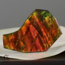 AMMOLITE Ammonite Rare Gem Stone from Canada 38 ct / 41.53 x 27.19 x 3.56 mm