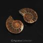 PAIR GORGEOUS SLICED & POLISHED AMMONITE FOSSIL SPECIMEN 21.75 ct