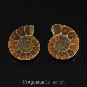 PAIR GORGEOUS SLICED & POLISHED AMMONITE FOSSIL SPECIMEN 20.2 ct