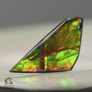 AMMOLITE Ammonite Rare Gem Stone from Canada 5 ct / 24.71 x 11.75 x 2.46 mm