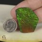 AMMOLITE Ammonite Rare Gem Stone from Canada  40.5 ct / 32.05 x 26.90 x 4.03 mm