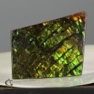 AMMOLITE Ammonite Rare Gem Stone from Canada  34.5 ct / 42.88 x 26.30 x 3.55 mm