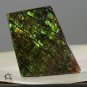 AMMOLITE Ammonite Rare Gem Stone from Canada  34.5 ct / 42.88 x 26.30 x 3.55 mm