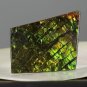 AMMOLITE Ammonite Rare Gem Stone from Canada  34.5 ct / 42.88 x 26.30 x 3.55 mm