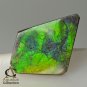 AMMOLITE Ammonite Rare Gem Stone from Canada 20 ct / 30.86 x 19.84 x 3.54 mm
