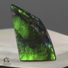 AMMOLITE Ammonite Rare Gem Stone from Canada  32 ct / 41.05 x 20.12 x 4.67 mm