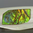 AMMOLITE Ammonite Rare Gem Stone from Canada 16.5 ct / 28.78 x 15.16 x 2.94 mm