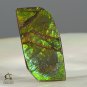 AMMOLITE Ammonite Rare Gem Stone from Canada 16.5 ct / 28.78 x 15.16 x 2.94 mm