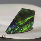 AMMOLITE Ammonite Rare Gem Stone from Canada  9 ct / 24.32 x 13.68 x 3.10 mm