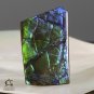 AMMOLITE Ammonite Rare Gem Stone from Canada  17.5 ct / 29.72 x 18.41 x 2.93 mm