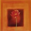Poppies Mini Door Poster