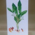 Patanjali Beauty Cream Pack of  2x50GM free Shipping