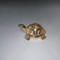 Beautiful Gold Color Fang shui Wish Tortoise / Turtle for fulfill of wish + Ship
