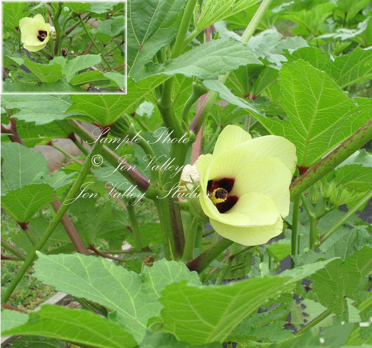 10 Tropical plant seeds! Abelmoschus moschatus Annual Hibiscus Seeds