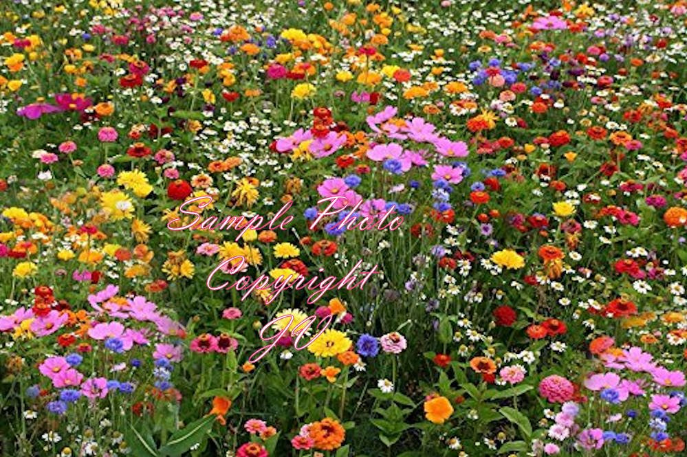 500+ Seeds Serendipity's Deer Resistant Wildflower seed Mix Lots of Color!