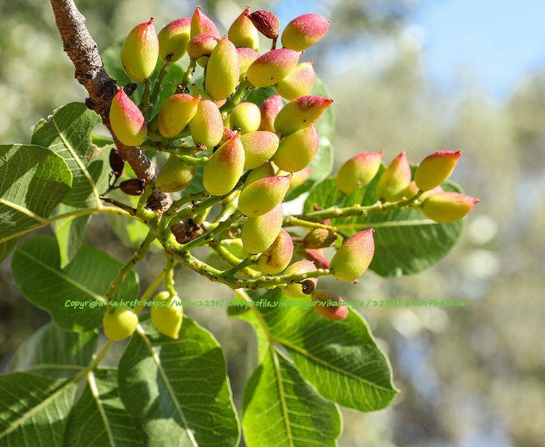 15 Tropical Seeds Pistacia chinensis Pistachio Seeds Fast Easy to Grow ...