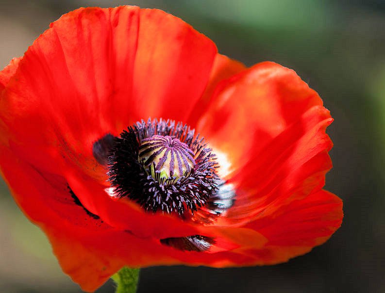 App 100 + Premium seeds! Red Corn Poppy annual flower Attracts Butterflies